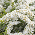 Tavoľník sivý (Spiraea × cinerea) ´GREFSHEIM´ - výška 40-60 cm, kont. C1,5L
